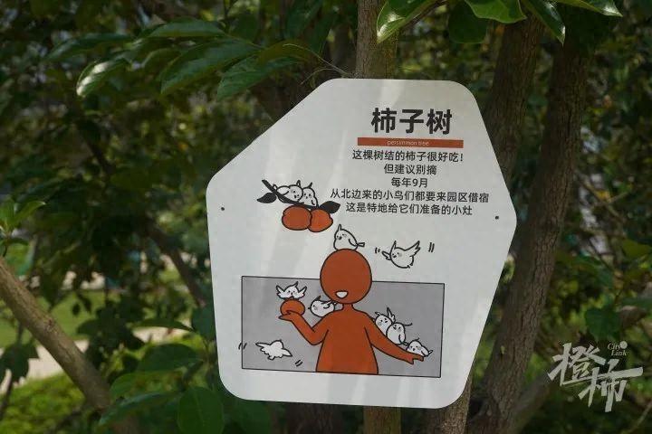 連鳥都照顧到了,阿里巴巴杭州全球總部,到底藏著多少小心思?